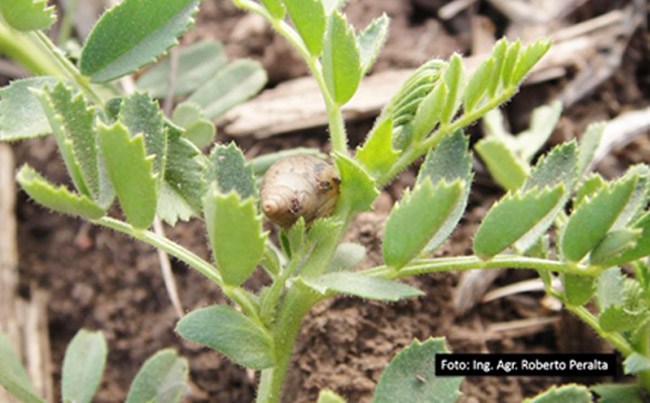 caracol en semilla de garbanzo